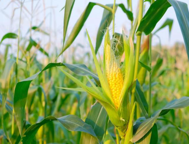 Plante milho e tenha um ótimo rendimento