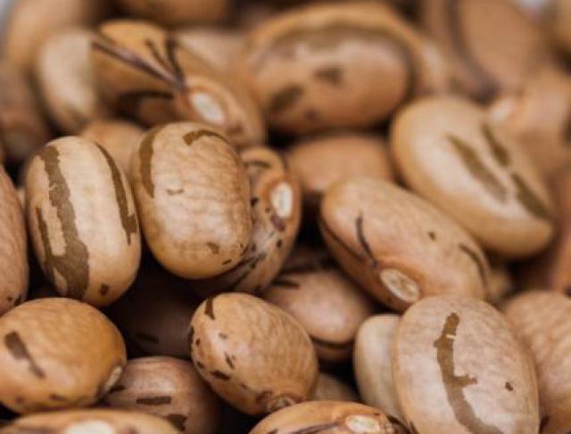 Cultivo do Feijoeiro Comum